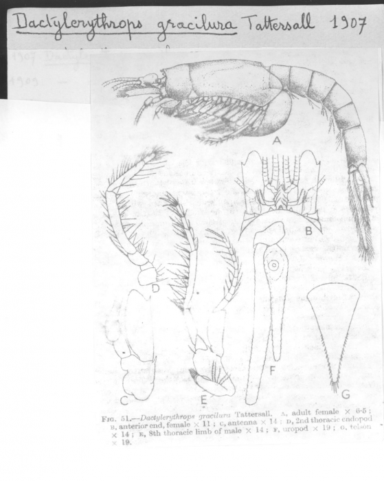 Dactylerythrops gracilura