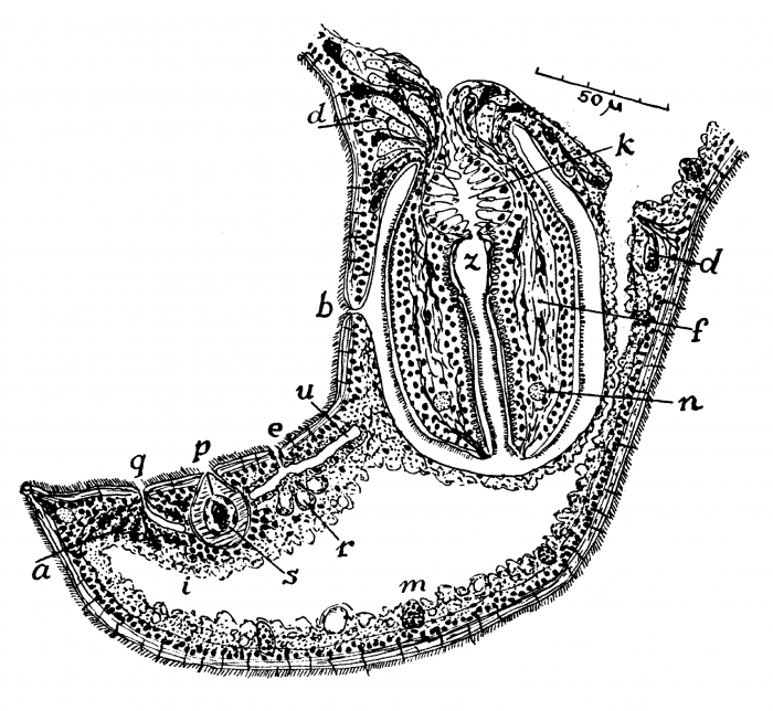 Monocelis tabira Monocelis tabira