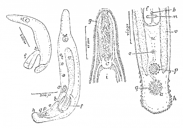 Monocelis tabira Monocelis tabira