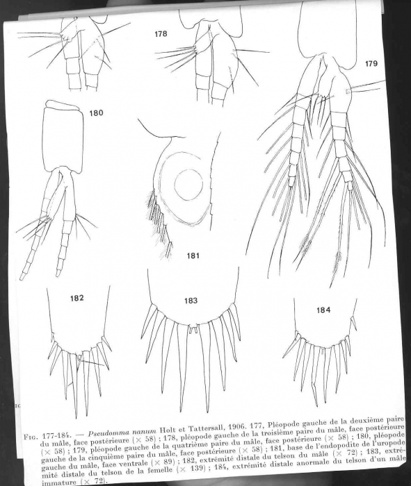 Pseudomma nanum