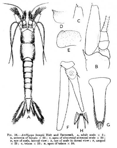 Part: Total dorsal