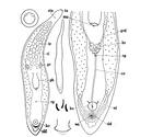 Monocelis tenella