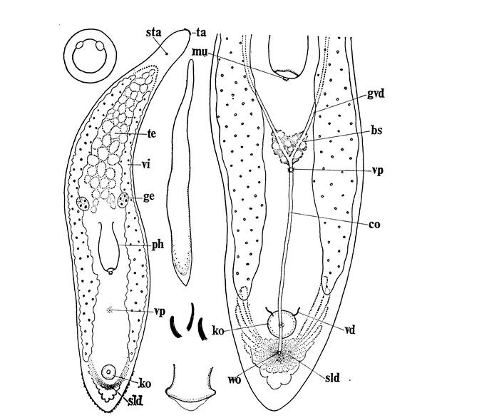 Monocelis tenella Monocelis tenella