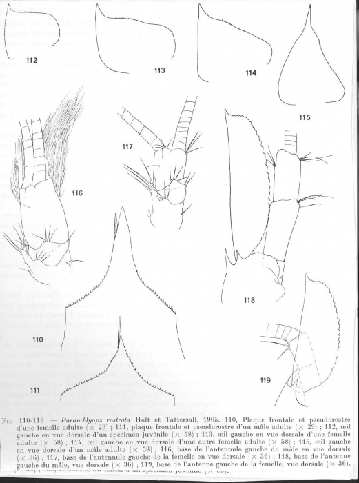 Paramblyops rostrata