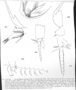 Paramblyops rostrata