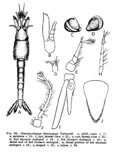 Part: Total dorsal