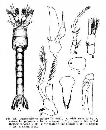 Part: Total dorsal