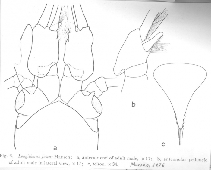 Longithorax fuscus