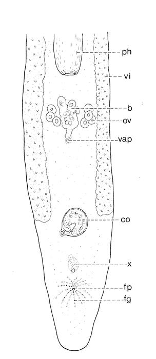 Pseudomonocelis cavernicola Pseudomonocelis cavernicola