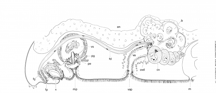 Pseudomonocelis cavernicola Pseudomonocelis cavernicola