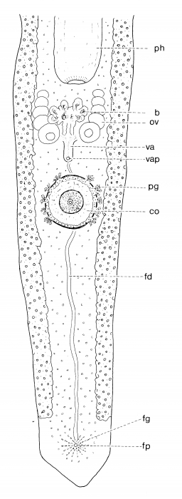 Pseudomonocelis pardii Pseudomonocelis pardii