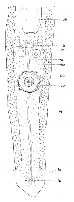 Pseudomonocelis pardii