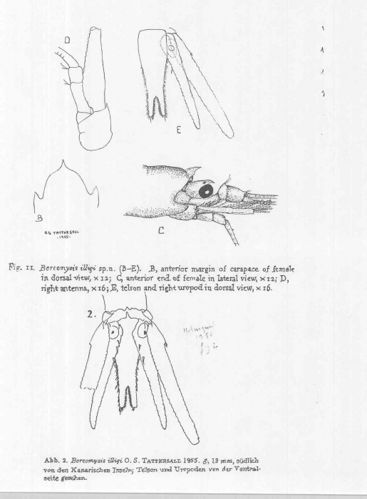 Boreomysis (Boreomysis) illigi