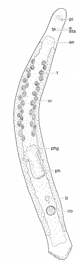 Pseudomonocelis pardii