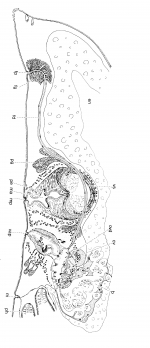 Pseudomonocelis pardii