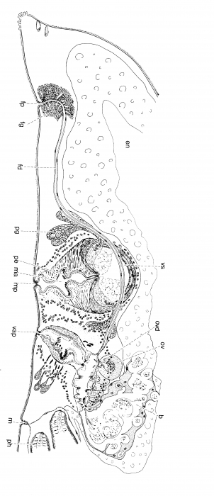 Pseudomonocelis pardii Pseudomonocelis pardii