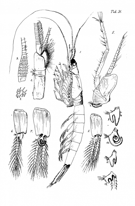Siriella clausi Siriella clausi