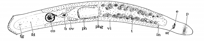 Pseudomonocelis schockaerti Pseudomonocelis schockaerti