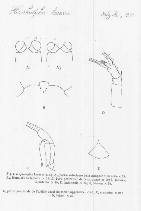 Haplostylus bacescui