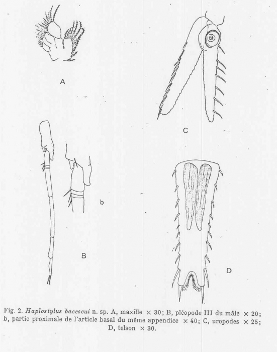 Haplostylus bacescui