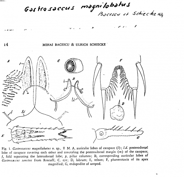 Haplostylus magnilobatus