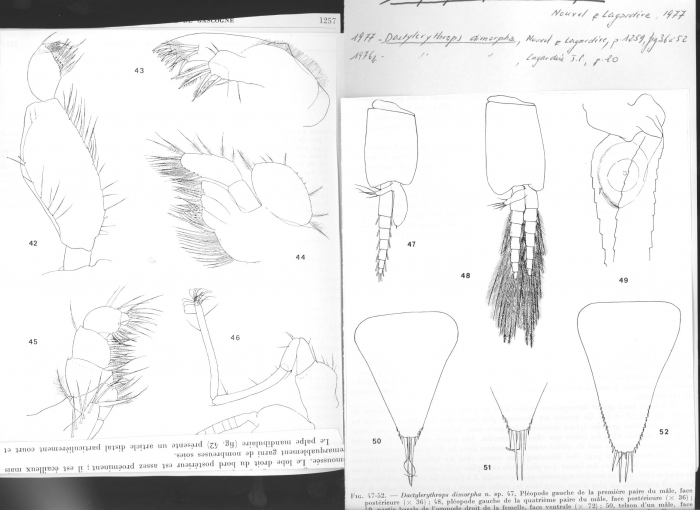 Dactylerythrops dimorpha