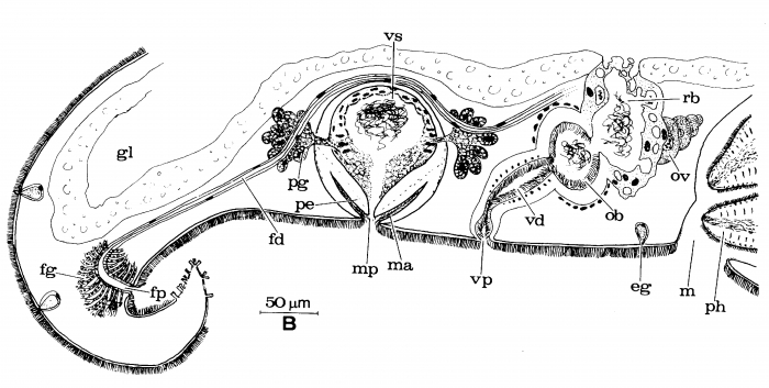Pseudomonocelis schockaerti Pseudomonocelis schockaerti