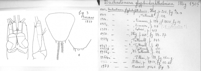 Euchaetomera glyphidophthalmica