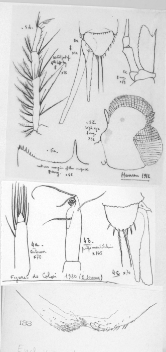 Euchaetomera typica