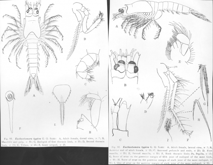 Euchaetomera typica