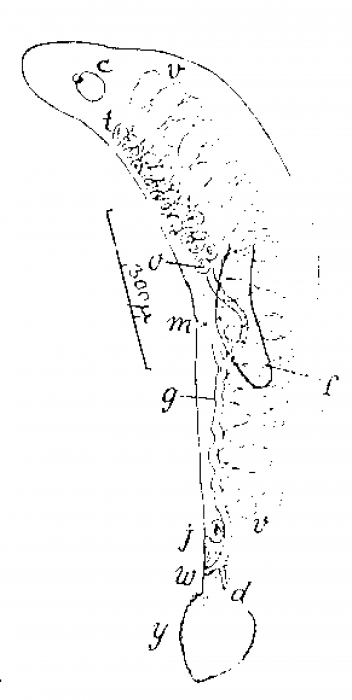 Sabazius brattstromi