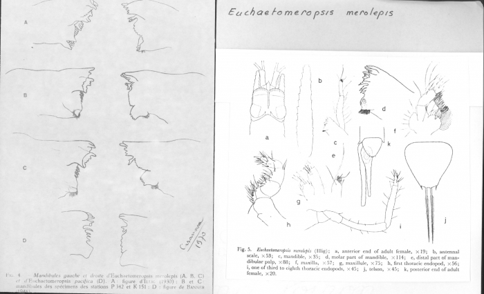 Euchaetomeropsis merolepis