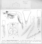 Hypererythrops zimmeri