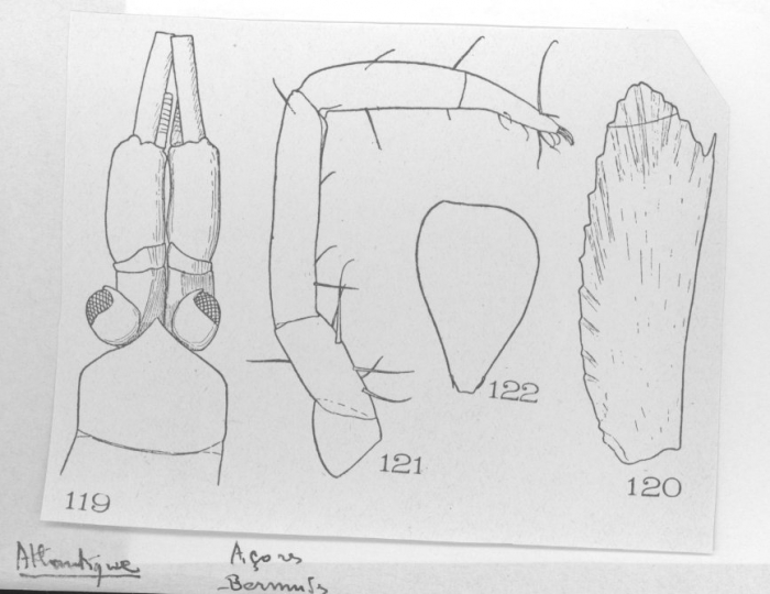 Longithorax nouveli