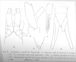 Longithorax nouveli