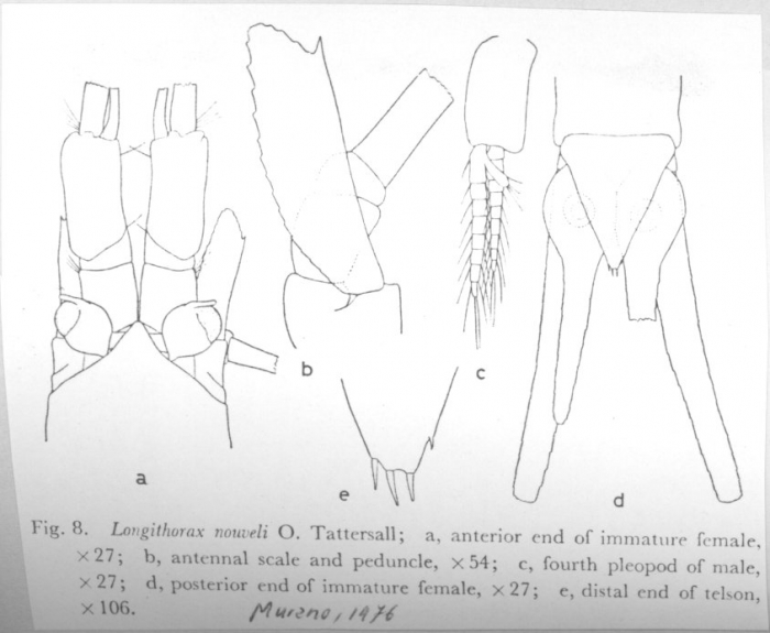 Longithorax nouveli