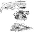 Platyhelminthes (flatworms)