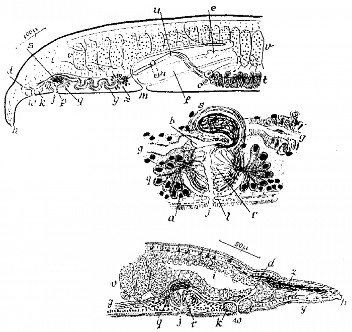 Sabazius brattstromi Sabazius brattstromi