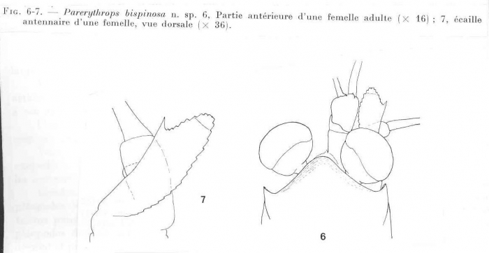 Parerythrops bispinosa