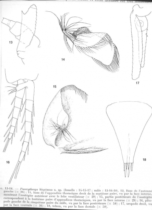 Parerythrops bispinosa