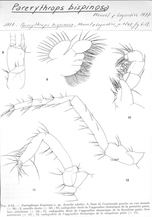 Parerythrops bispinosa