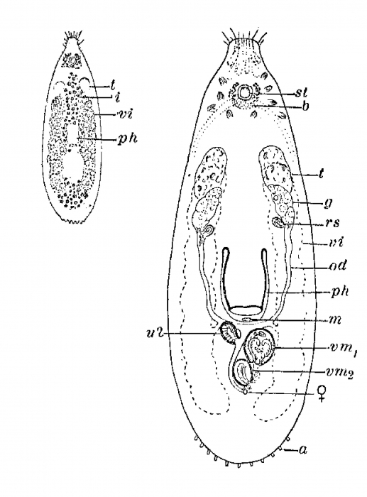 Globuliphora rufifrons Globuliphora rufifrons