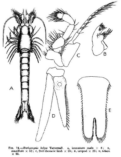 Part: Total dorsal