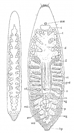 Paramonotus hamatus