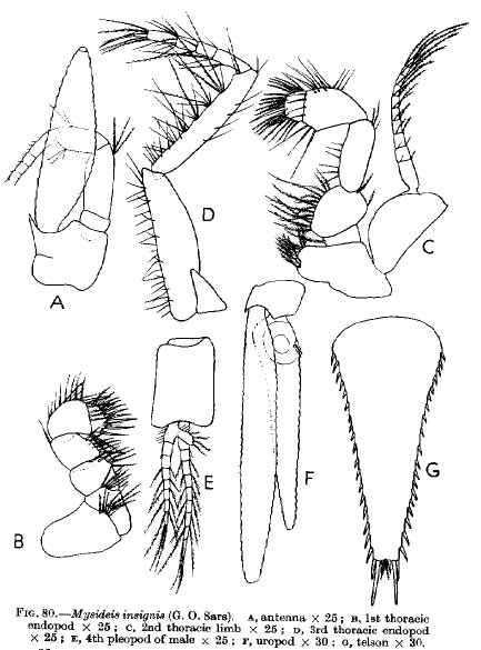 Mysideis insignis