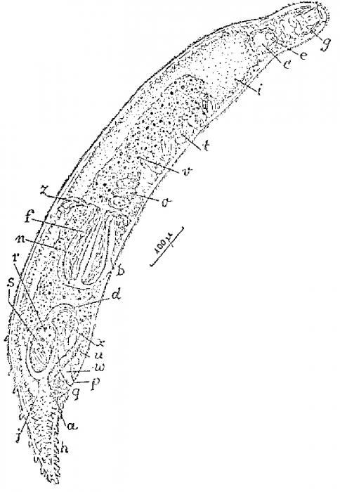 Promonotus erinaceus Promonotus erinaceus