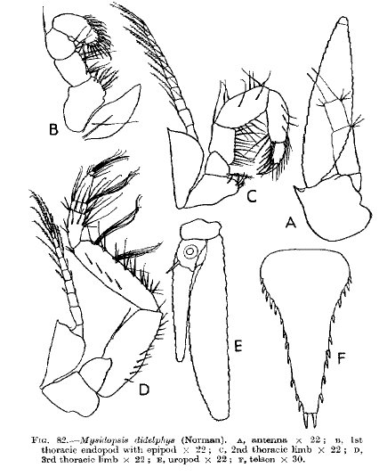 Mysidopsis didelphys