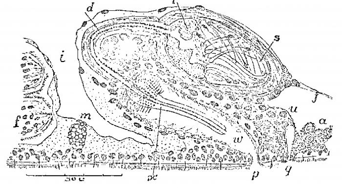 Promonotus erinaceus Promonotus erinaceus