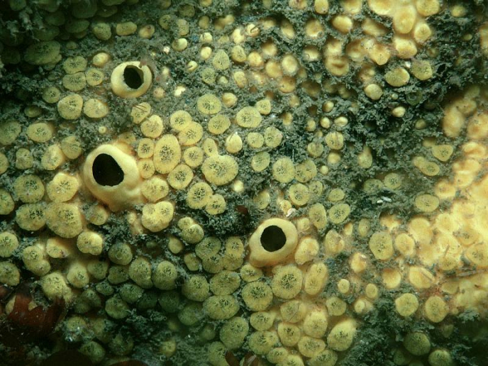 Cliona cf. celata Grant, 1826 Cliona cf. celata Grant, 1826