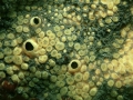 Porifera (sponges)